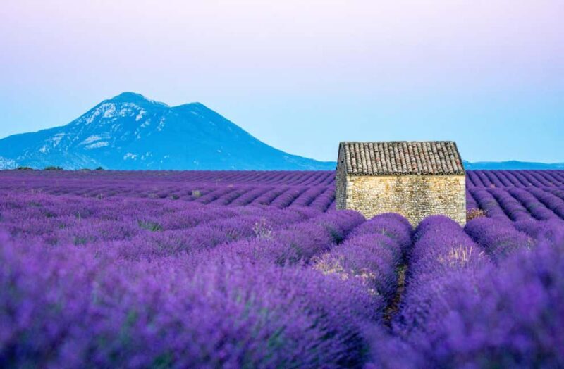From Nice: Verdon Gorges & Lavender Fields Tour & Transport - Transportation and Group Size