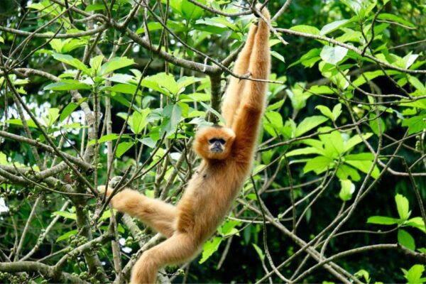 From Ninh Binh: Cuc Phuong National Park Guided Tour & Lunch - Booking Flexibility