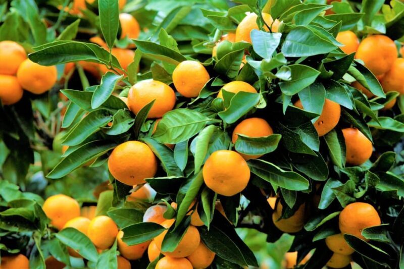 From NogayaFireworks and Orange picking 1 day tour - Good To Know