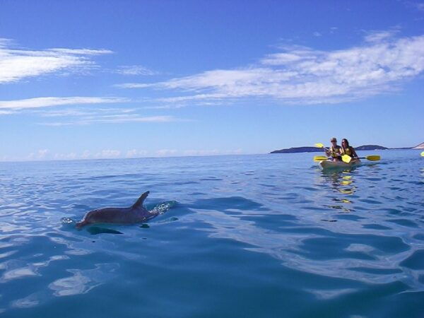 From Noosa: Dolphin Sea Kayaking and Beach 4X4 Tour - Positive Feedback and Review Summary
