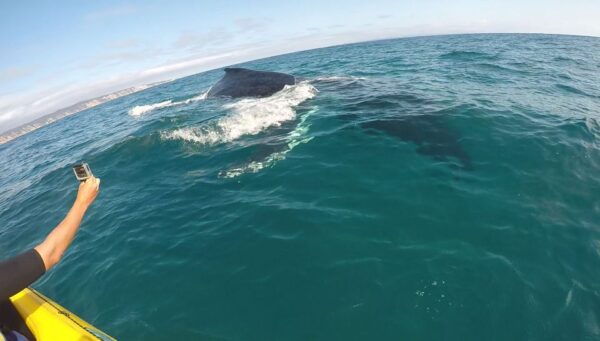 From Noosa: Dolphin Sea Kayaking and Beach 4X4 Tour - Common Questions