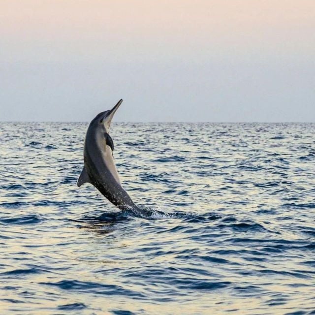 From North Bali : Watching Dolphin and Sunrise - Booking Process