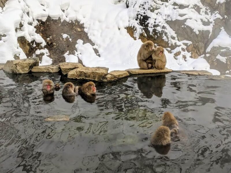 From Nozawa Onsen: Snow Monkeys and Zenko-ji Day Trip & Sake - Good To Know
