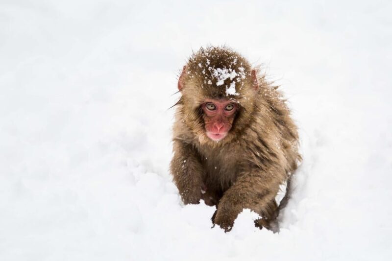 From Nozawa Onsen: Snow Monkeys and Zenko-ji Day Trip & Sake - Good To Know