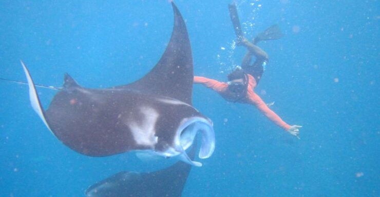 From Nusa Penida: 3 Spots Snorkeling Tour With Manta Rays - Experience