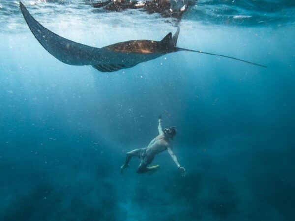 From Nusa Penida: 4 Spots Snorkeling Tour With Manta Rays - The Sum Up