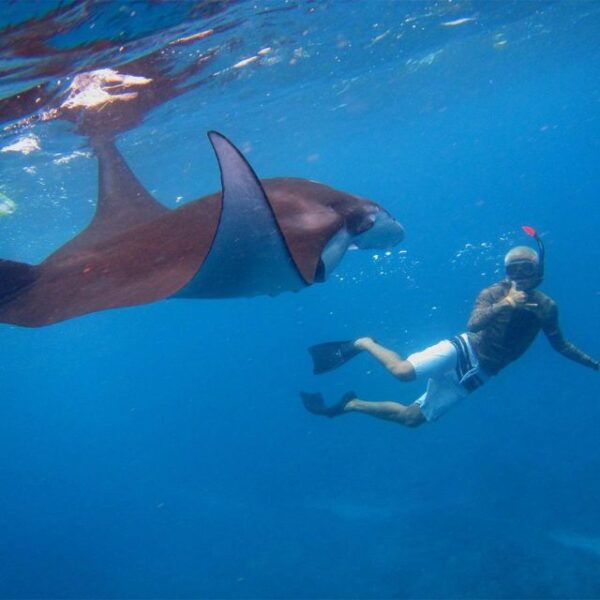 From Nusa Penida: Snorkeling With Manta Rays - The Sum Up
