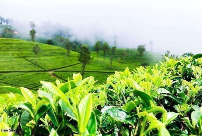 From Nuwara Eliya: Full Day to Kandy with Ambuluwawa Tower - Frequently Asked Questions