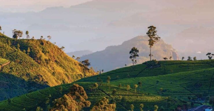 From Nuwara Eliya: Haputale Highlands Private Day Tour - Experience Highlights