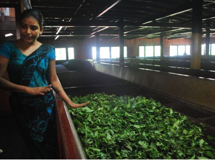 From Nuwara Eliya: Horton Plains Trekking & Tea Factory Tour - Booking Information