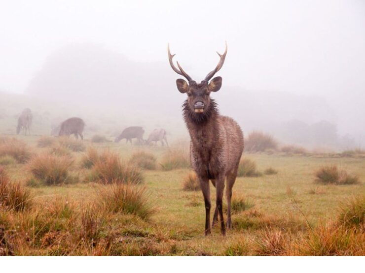 From Nuwara Eliya: Horton Plains Trekking & Tea Factory Tour - Experience Highlights