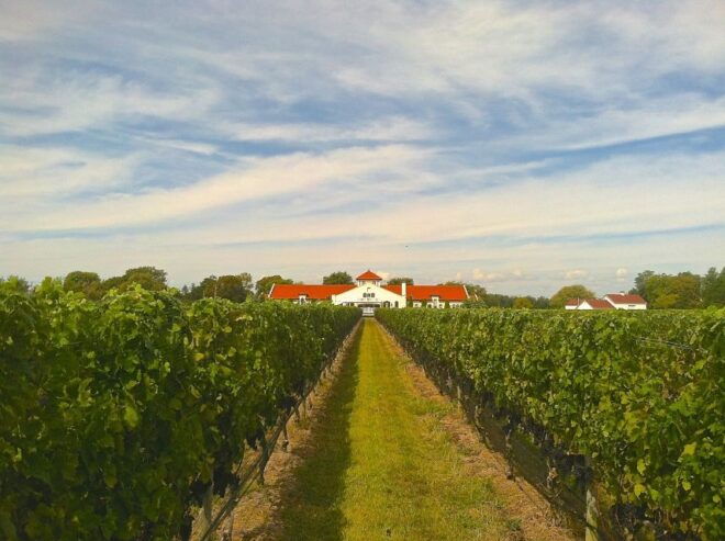 From NYC: Long Island Wine Tour With Tastings - The Sum Up
