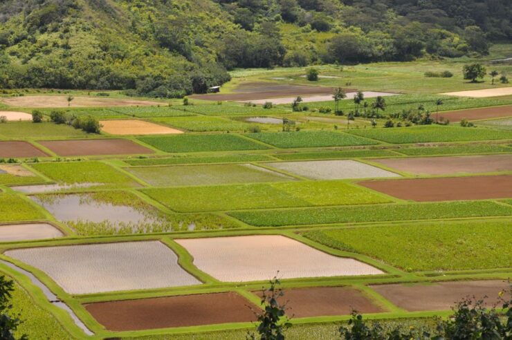 From Oahu: Kauai Movie Tour & Helicopter Adventure - Good To Know