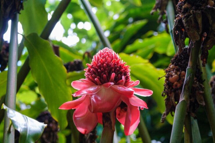 From Oahu: Kauai Waimea Canyon and Koke'e State Park Tour - Booking Details