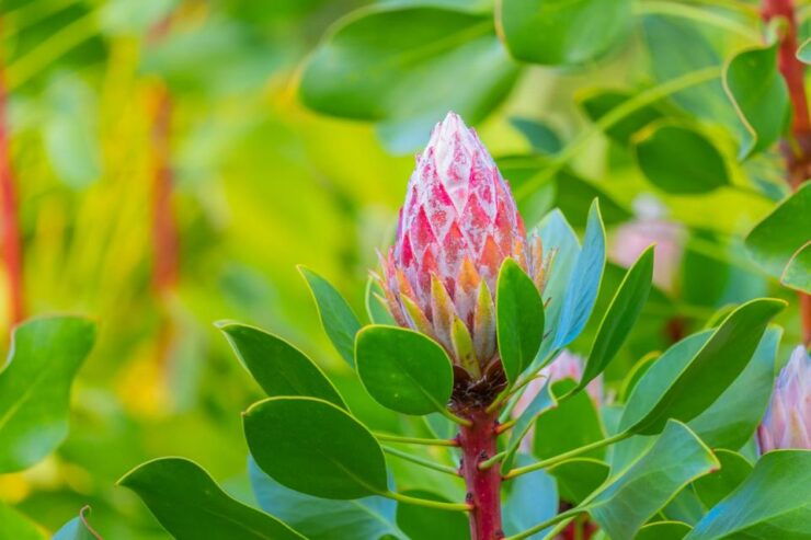 From Oahu: Maui Haleakala and Ia'o Valley Tour - Activity Details