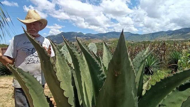From Oaxaca: Meet a Maestro Mezcalero - Transportation and Guide
