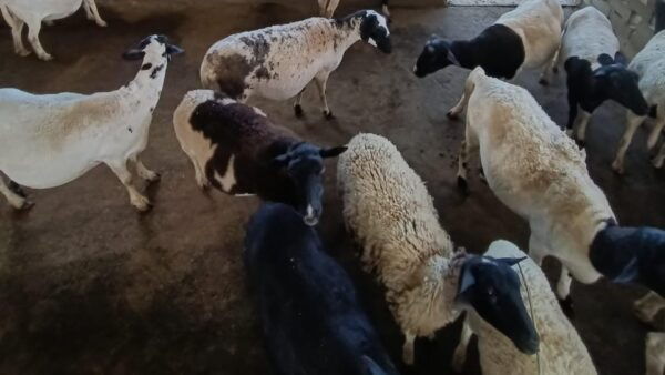 From Oaxaca: Meet a Maestro Mezcalero - Discover Agave Crops and Organic Distillation