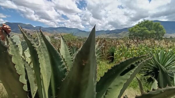 From Oaxaca: Meet a Maestro Mezcalero - Savor 10 Mezcal Varieties