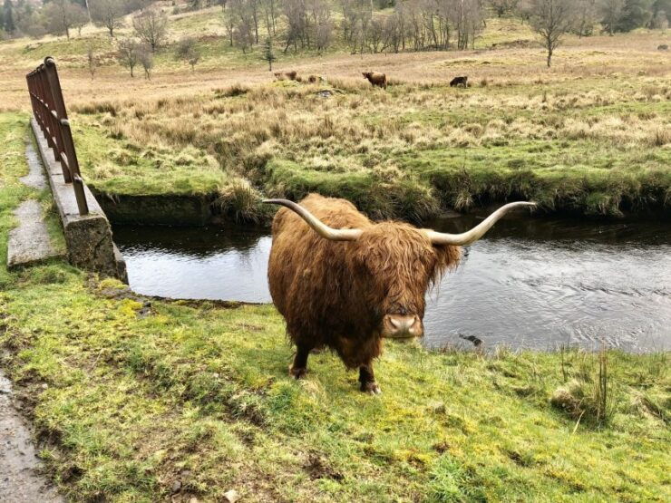 From Oban Glencoe and Castles Tour - Experience Highlights