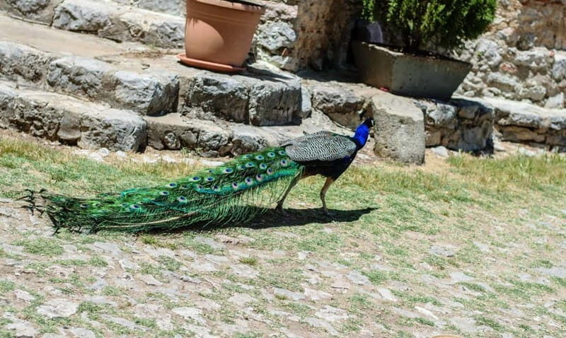 From Ohrid: Full day Boat Trip to the Monastery of St. Naum - FAQs