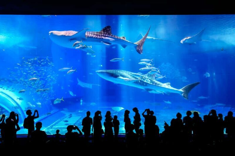 From Okinawa: Churaumi Aquarium & Cape Manzamo 1-Day Tour - Good To Know