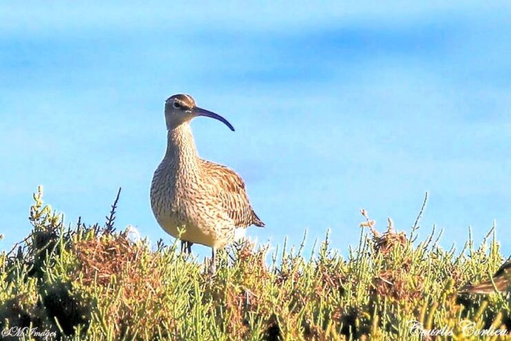 From Olhão: 3 Islands Boat Trip Ria Formosa - Experience Highlights