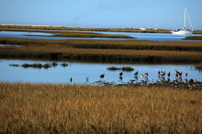 From Olhão: Ria Formosa & Culatra Island 3.5-Hour Boat Trip - The Sum Up