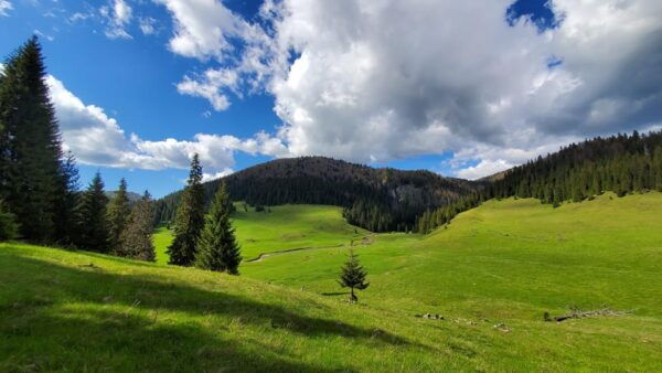 From Oradea:Carpathian Mountains Guided Scenic Hike - Restrictions and Safety Measures