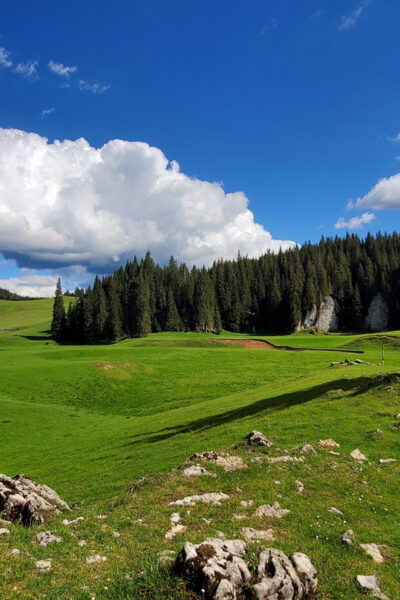 From Oradea:Carpathian Mountains Guided Scenic Hike - Local Experiences and Products
