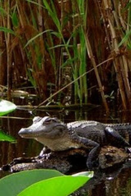 From Orlando: Kayaking the Econlockhatchee River With Lunch - Inclusions