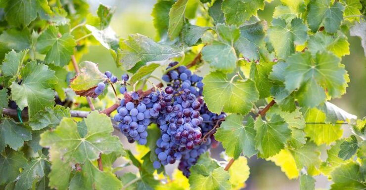 From Orosei: Archaeology, Wine Tasting & Landscapes Tour - Tour Overview