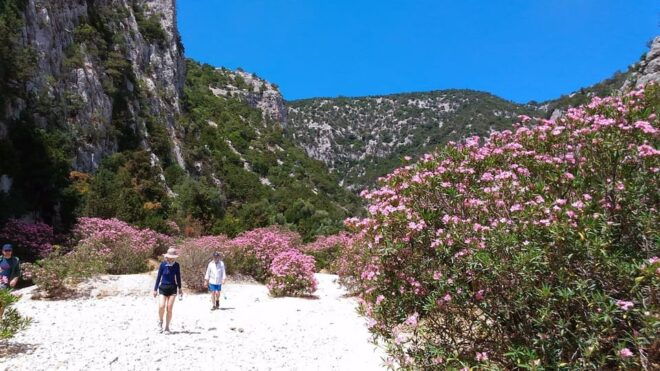 From Orosei/Dorgali: Hike to Cala Luna - Guided Day Trip - Pickup Locations and Schedule