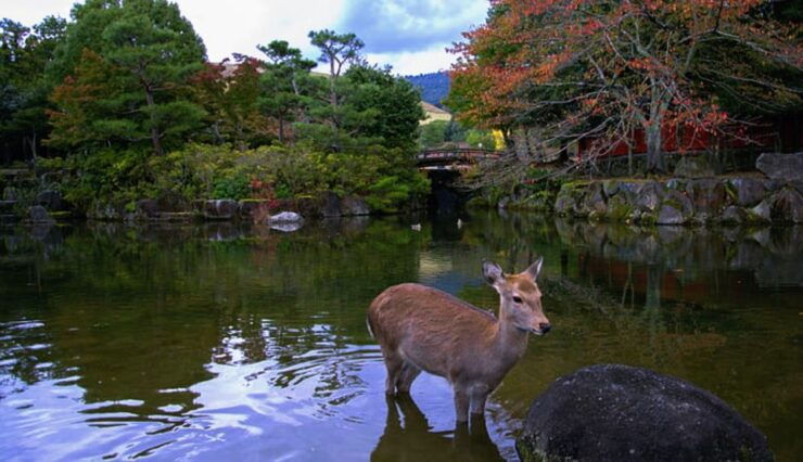 From Osaka: 10-hour Private Custom Tour to Nara - Tour Details and Options