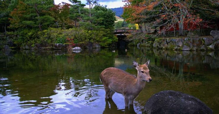 From Osaka: 10-hour Private Custom Tour to Nara - Tour Experience