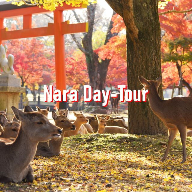 From Osaka: 10-hour Private Customized Tour to Nara - Experience Highlights