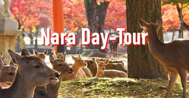 From Osaka: 10-hour Private Customized Tour to Nara - Important Information and Reminders