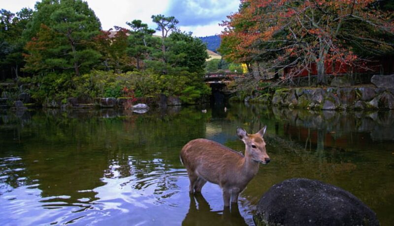 From Osaka: 10-hour Private Day Tour to Kyoto and Nara - An In-Depth Look at the Experience