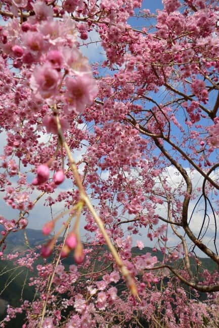 From Osaka: 2-Day Kansai World Expo Tour with Accommodation - Good To Know