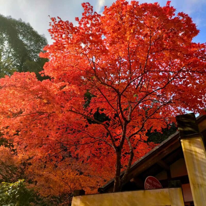 From Osaka: Hidden Kitchen God Temple & Local Treats Walk - Experience the Hidden Kitchen God Temple & Local Treats Walk in Osaka