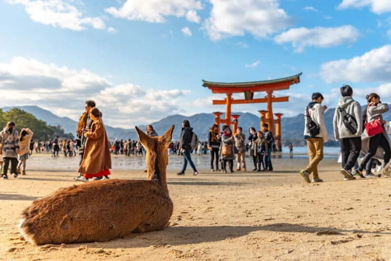 From Osaka: Hiroshima and Miyajima Day Trip by Bullet Train - Good To Know