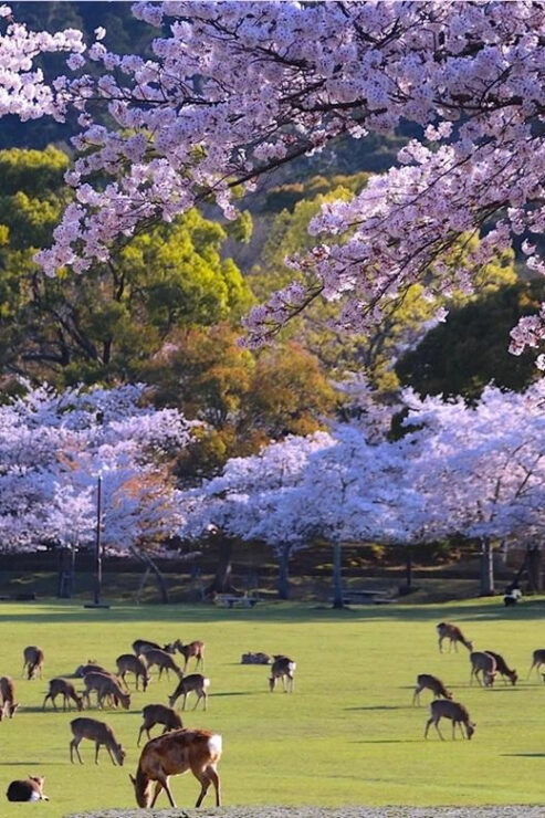 From Osaka: Kyoto and Nara 1-Day Trip - Key Itinerary Highlights