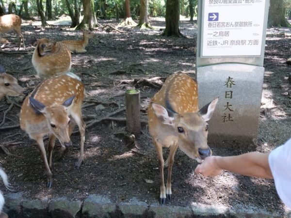 From Osaka: Kyoto and Nara 1-Day Trip - Tips for Your Journey
