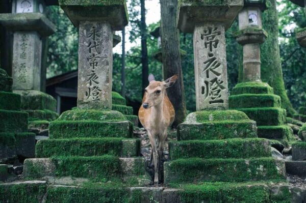 From Osaka: Kyoto and Nara Day Tour With Deer Sightings - Booking and Cancellation Policy