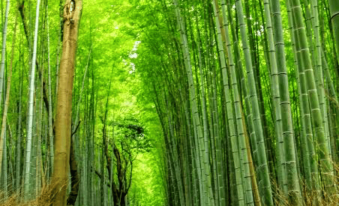 From Osaka: Kyoto Full Day Customized Private Tour - Language and Guidance Services