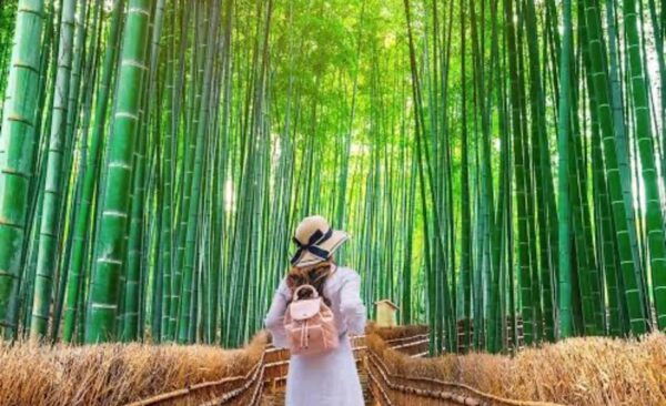From Osaka: Kyoto Full Day Sightseeing Private Tour - Tips for Your Tour