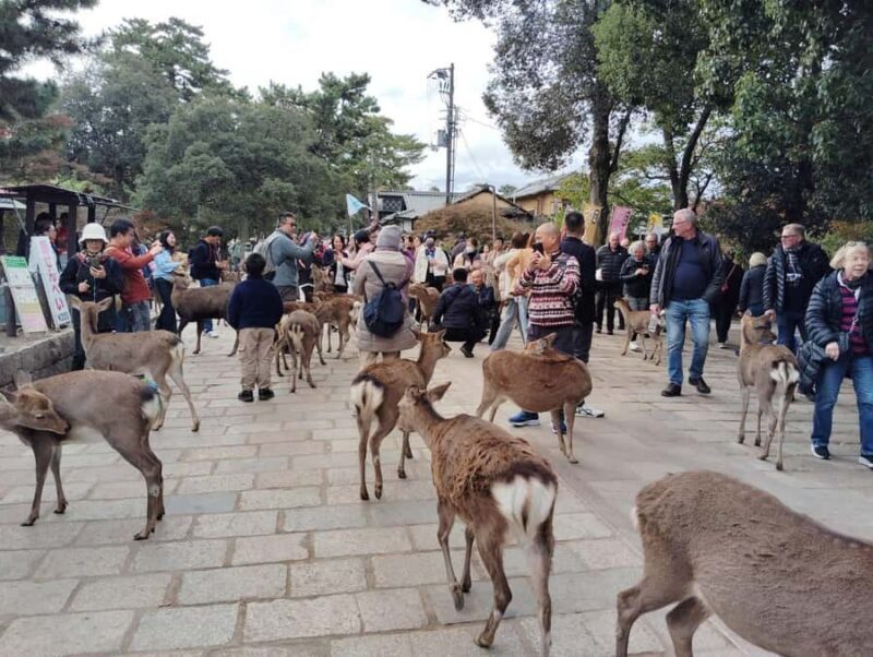 From Osaka/Kyoto: Kinkakuji, Arashiyama, FushimiInari, Nara - FAQs