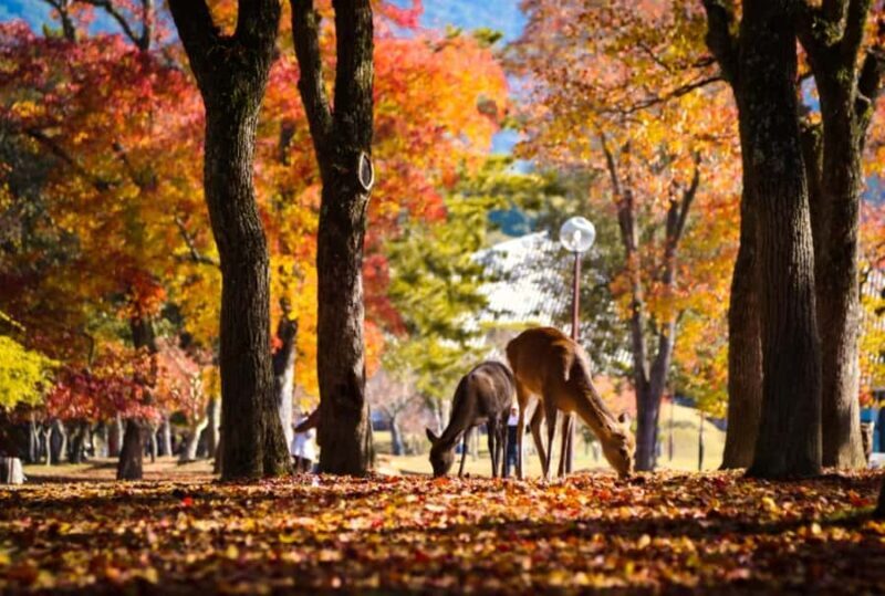 From Osaka/Kyoto: Kinkakuji, Arashiyama, FushimiInari, Nara - Wrapping Up