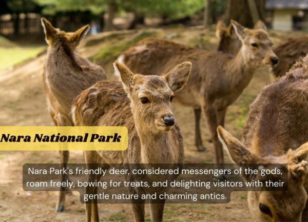 From Osaka/Kyoto: Kyoto & Nara Private Sightseeing Day Trip - Booking Information