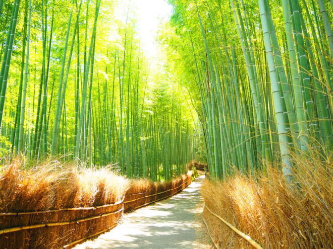 From Osaka/Kyoto: Kyoto UNESCO World Heritage Sites Day Tour - Transportation Information
