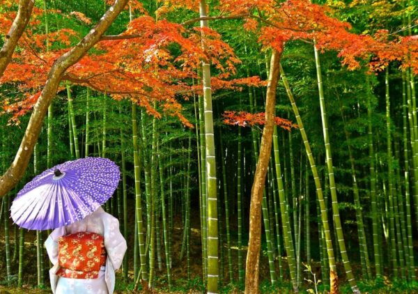 From Osaka/Kyoto: Kyoto UNESCO World Heritage Sites Day Tour - Booking and Cancellation Policy